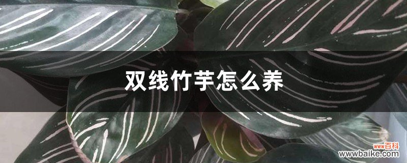 双线竹芋怎么养