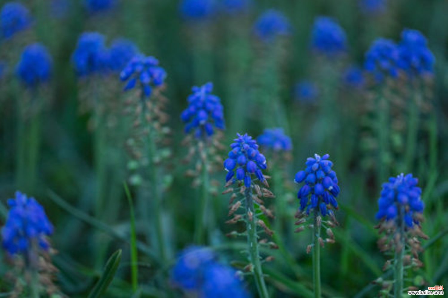 葡萄风信子几月开花，花期怎么管理