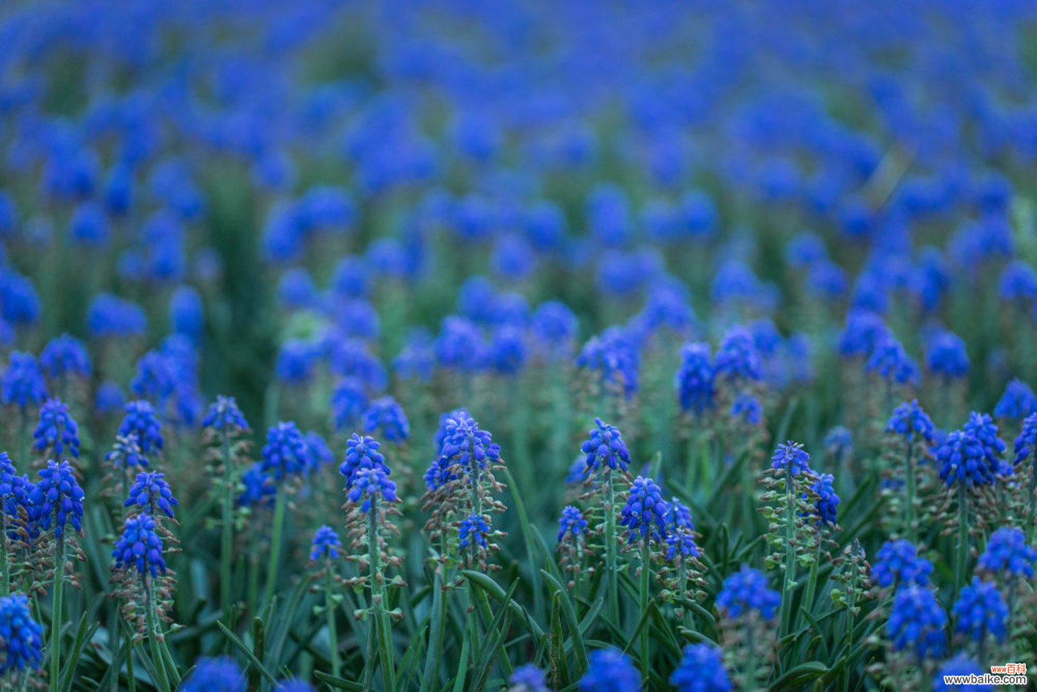 葡萄风信子几月开花，花期怎么管理