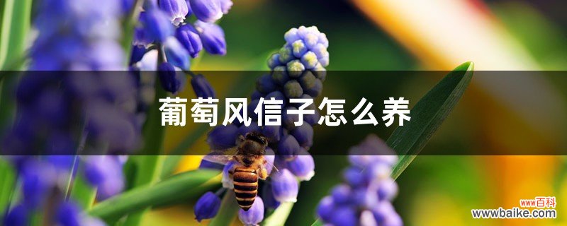 葡萄风信子怎么养