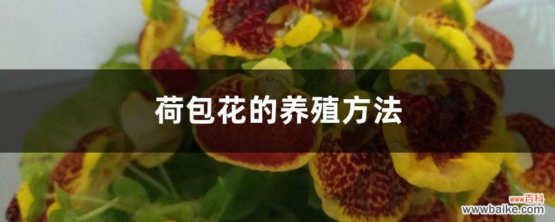 荷包花的养殖方法