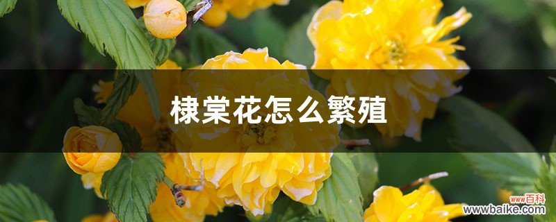 棣棠花怎么繁殖