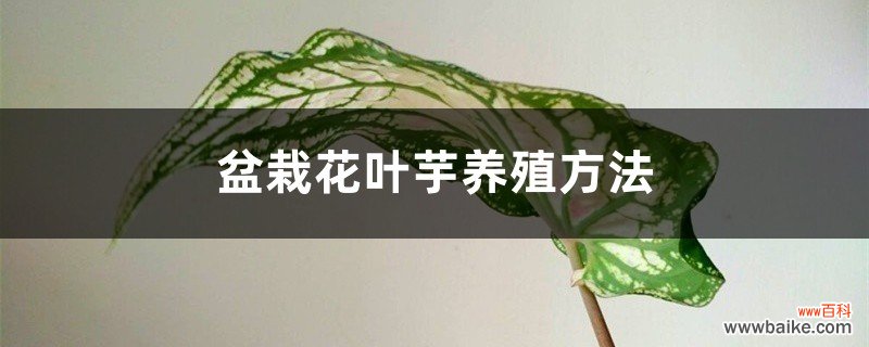 盆栽花叶芋养殖方法