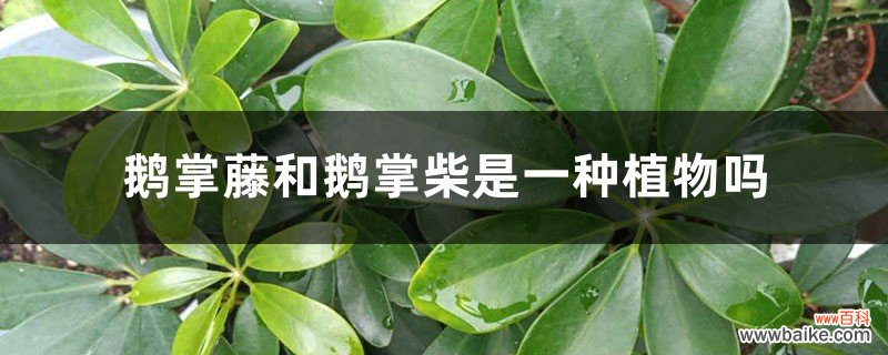 鹅掌藤和鹅掌柴是一种植物吗