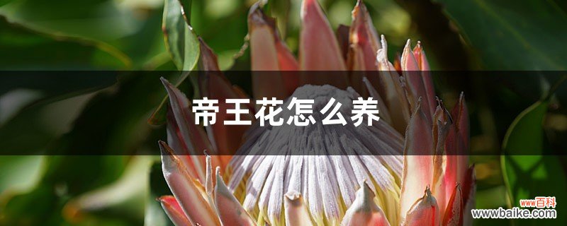 帝王花怎么养