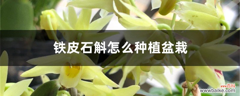 铁皮石斛怎么种植盆栽