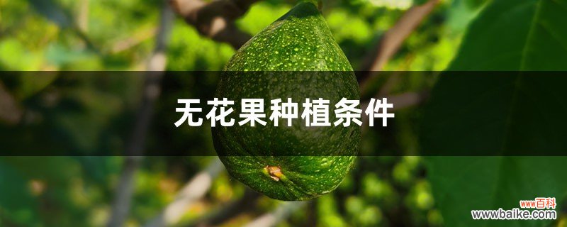 无花果种植条件