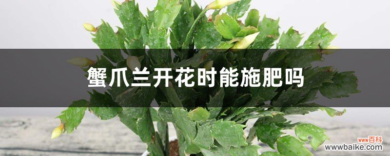 蟹爪兰开花时能施肥吗