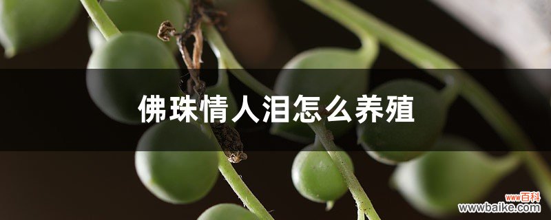 佛珠情人泪怎么养殖