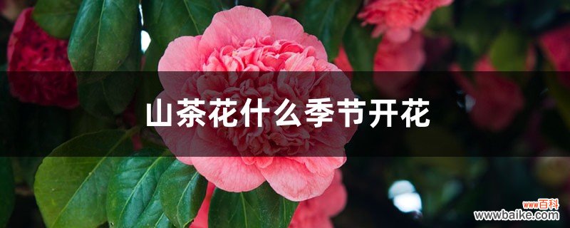 山茶花什么季节开花