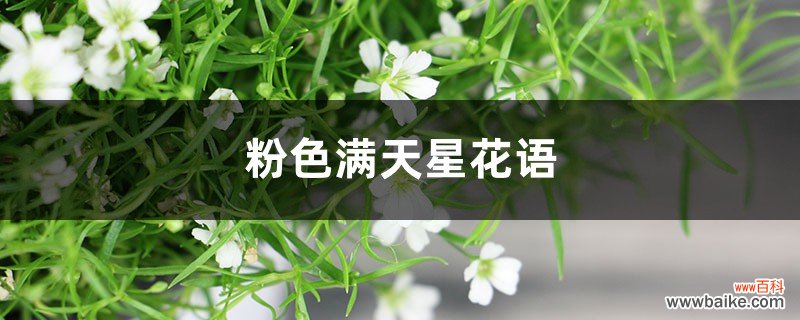 粉色满天星花语和寓意，适合送什么人