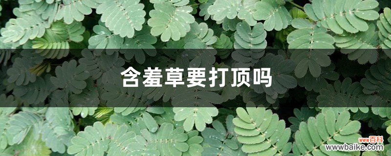 含羞草要打顶吗，怎么修剪