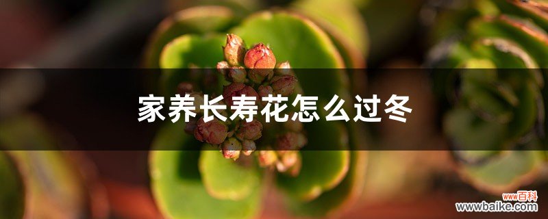 家养长寿花怎么过冬