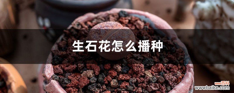 生石花怎么播种