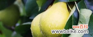 梨树的高效种植技术及注意事项