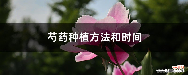 芍药种植方法和时间