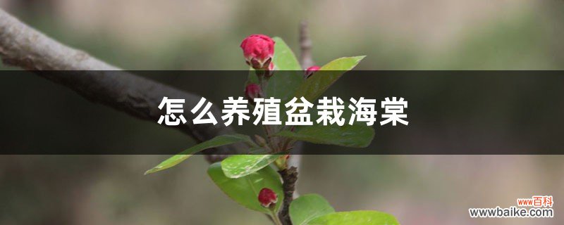 怎么养殖盆栽海棠