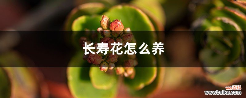 长寿花怎么养，在室内养有毒吗