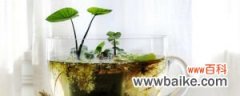 水生植物怎么养