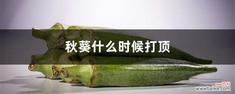 秋葵什么时候打顶