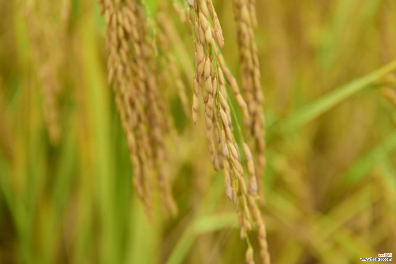 水稻价格多少钱一斤