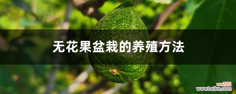 无花果盆栽的养殖方法