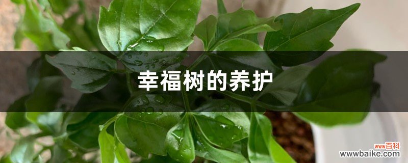 幸福树的养护