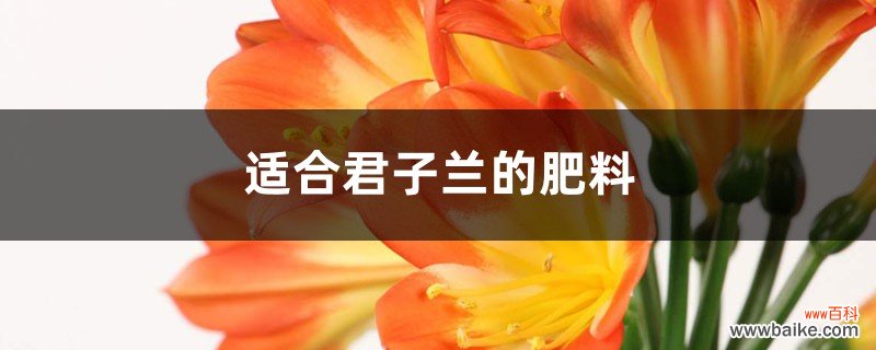 君子兰最喜欢这“4种”花肥，吃了以后叶子肥大，绿的油亮亮