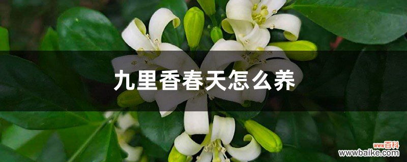 九里香春天怎么养