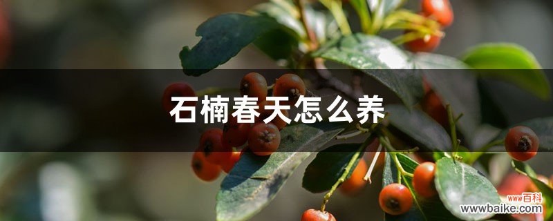 石楠春天怎么养