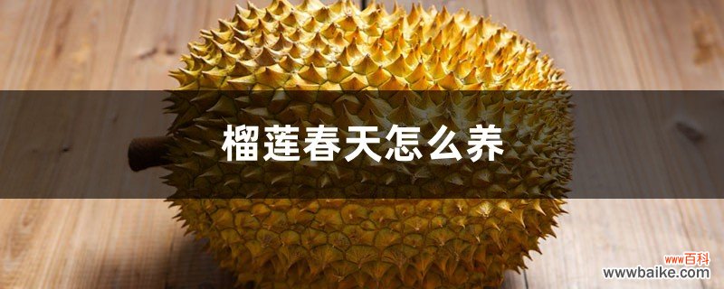 榴莲春天怎么养