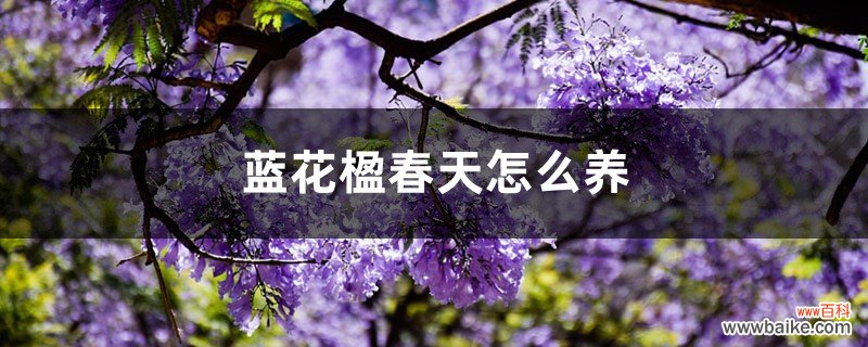 蓝花楹春天怎么养