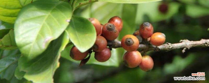 咖啡树种植和注意事项