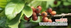 咖啡树种植和注意事项
