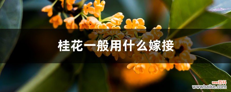 桂花一般用什么嫁接