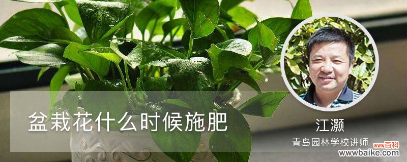 盆栽花什么时候施肥