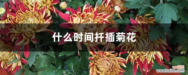 什么时间扦插菊花