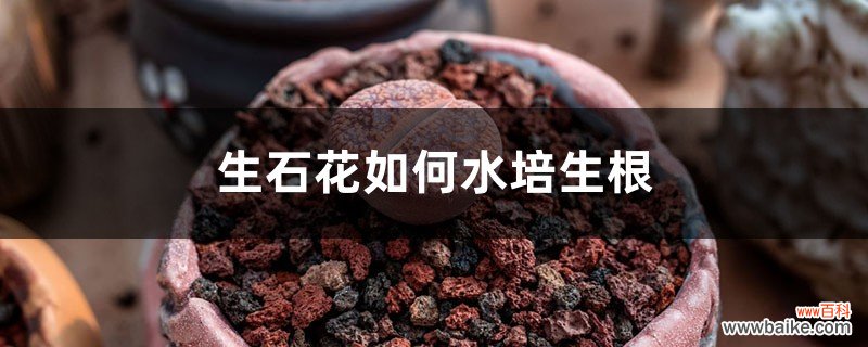 生石花如何水培生根