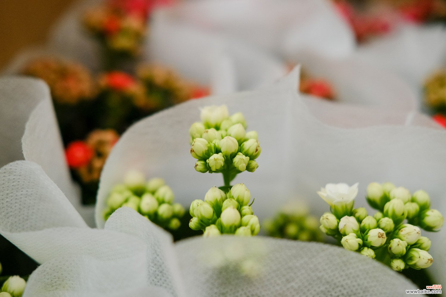 长寿浇点青菜水，10天黄花变橙花，竟然越开越精致！