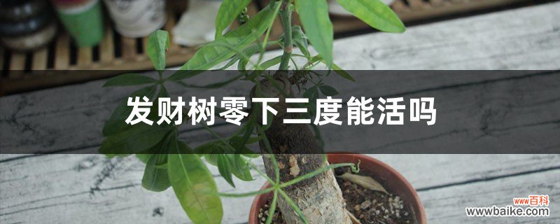 附冬季养护办法 发财树零下三度能活吗，多少度会冻死