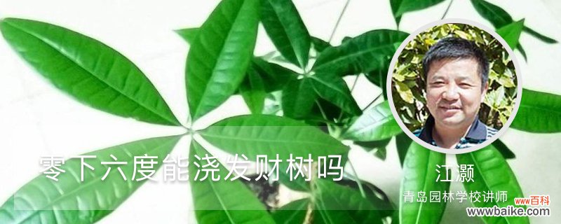 零下六度能浇发财树吗，冬季浇水注意事项