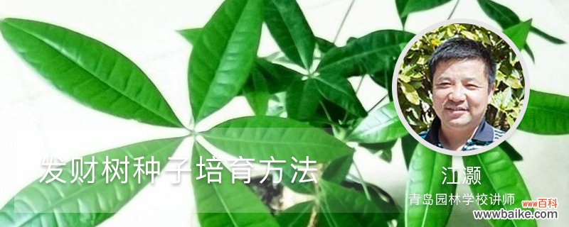 发财树种子培育方法，怎么种植