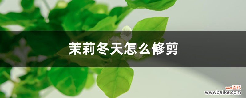 方法和时间 茉莉冬天怎么修剪