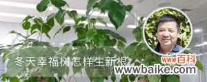 冬天幸福树怎样生新根，冬天怎样浇水