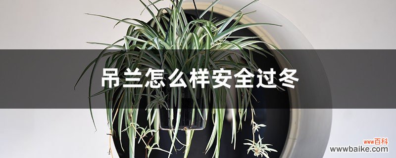 吊兰怎么样安全过冬