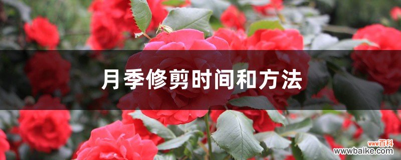 季节和地域 月季修剪时间和方法