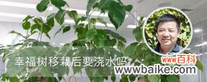 幸福树移栽后要浇水吗，移栽后几天能活