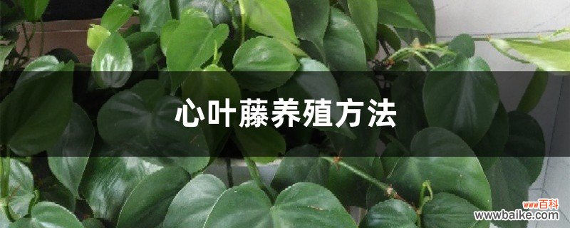 心叶藤养殖方法