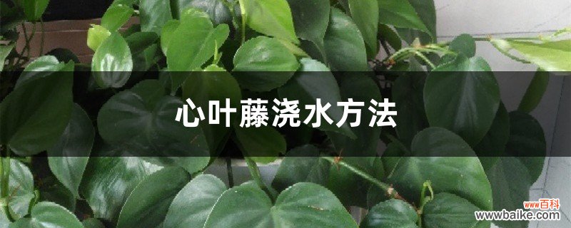 心叶藤浇水方法，冬季怎么浇水