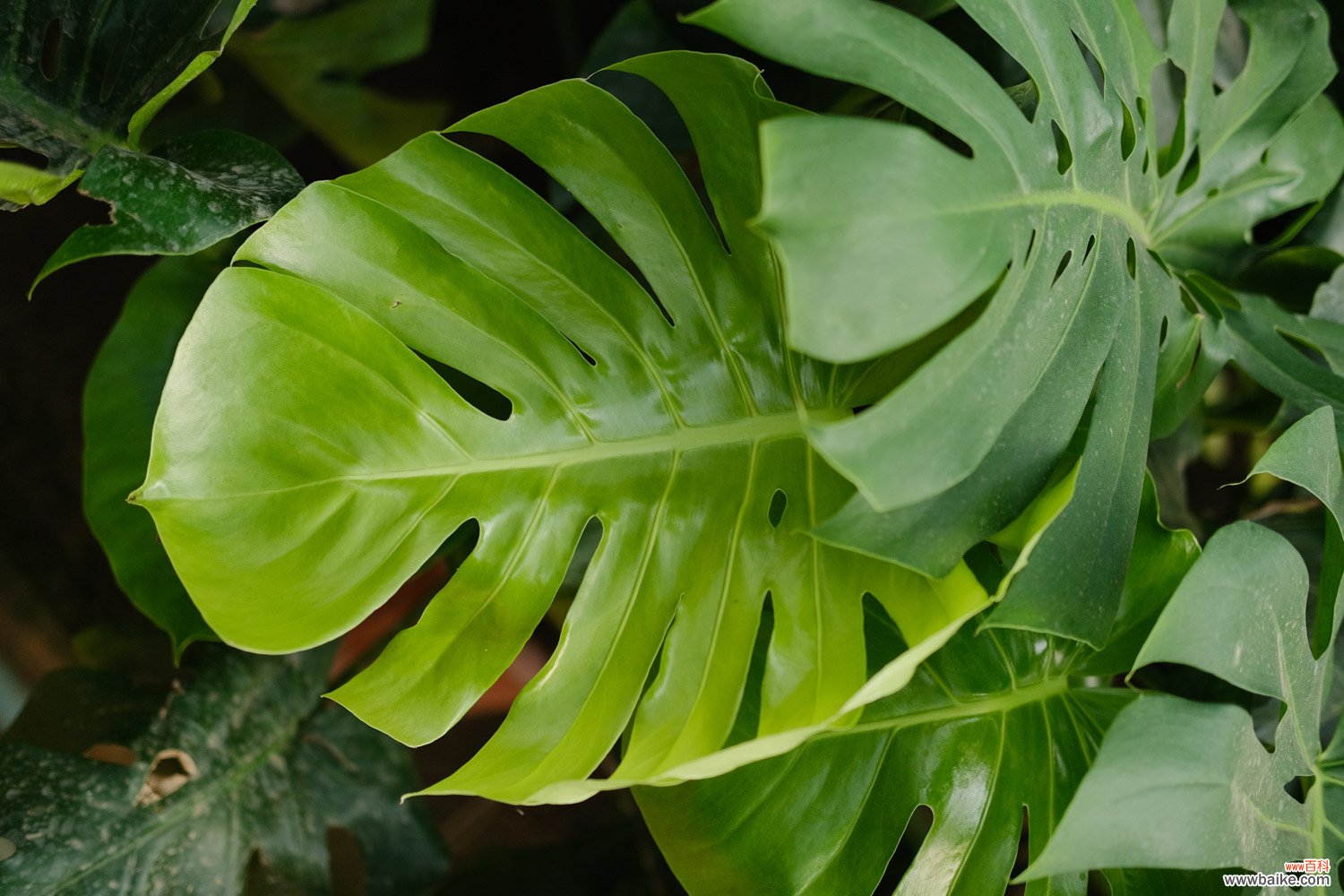 “龟背竹”冬日叶子发蔫，用“它”兑清水，稀释后喷叶片，几天就变油绿！